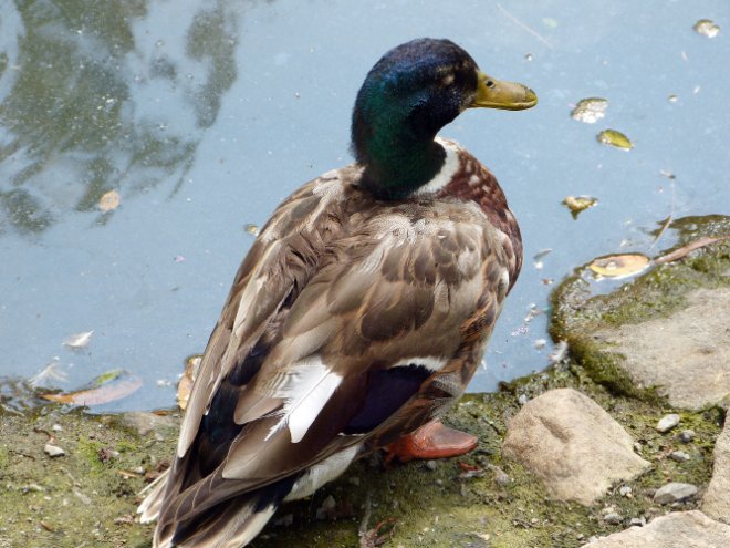 Duck on Pond's Edge